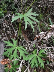 Geranium rivulare