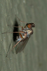 Medeterinae