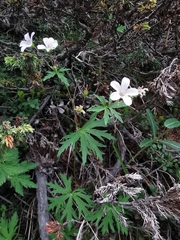 Geranium rivulare