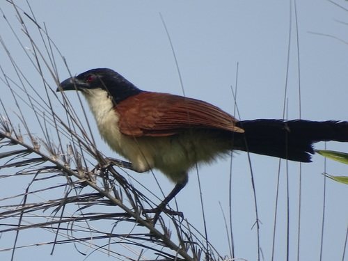 Senegal Coucal
