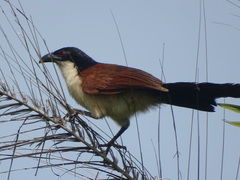 Centropus senegalensis