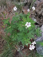 Geranium rivulare