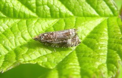 Syricoris