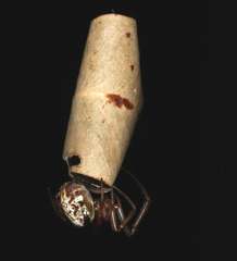 Phonognatha