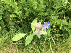 Borago