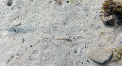 Istigobius hoesei