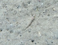 Istigobius hoesei