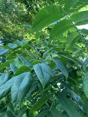 Magnoliopsida