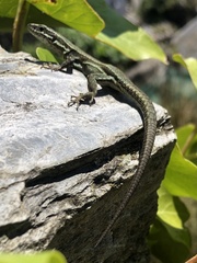 Podarcis muralis