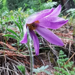 Pulsatilla halleri