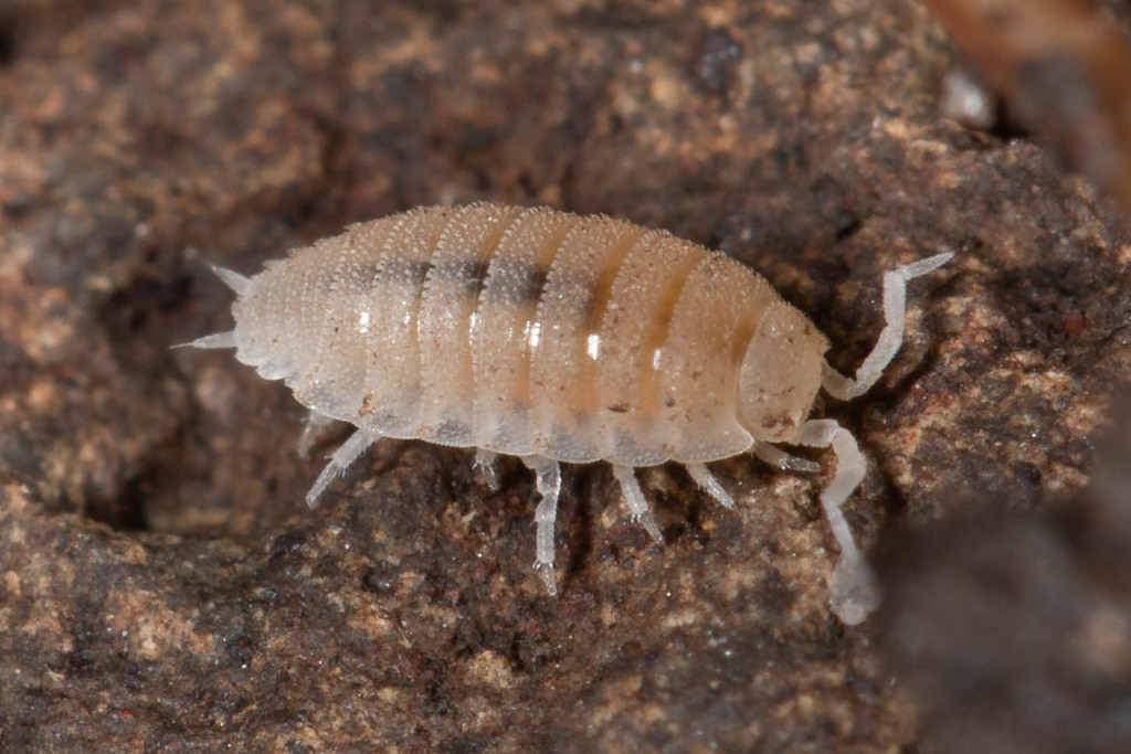 Trichorhina