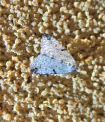 Maliattha concinnimacula