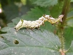 Melanchra persicariae