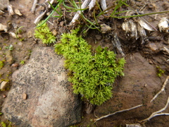 Syntrichia antarctica