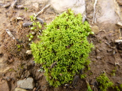 Syntrichia antarctica