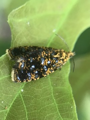 Celypha siderana