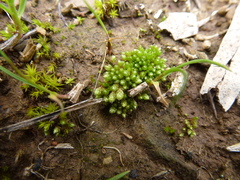 Goniomitrium acuminatum