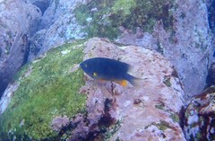 Plectroglyphidodon gascoynei