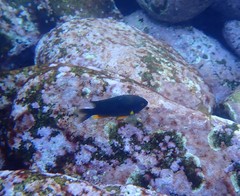 Plectroglyphidodon gascoynei