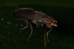 Cephaloconus tenebrosus