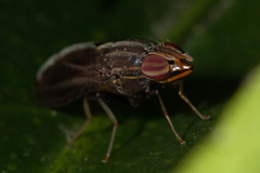 Cephaloconus cyprinus