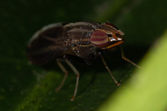 Cephaloconus cyprinus