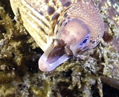 Gymnothorax cribroris