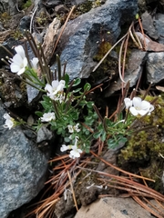 Cardamine resedifolia