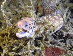 Gymnothorax cribroris