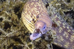 Gymnothorax cribroris