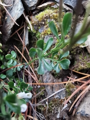 Cardamine resedifolia