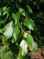 Populus simonii