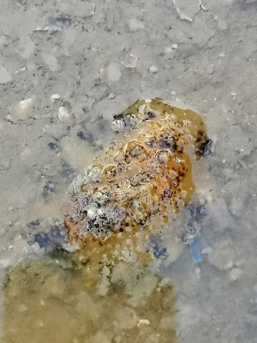 Thordisa villosa