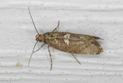 Acrolepiopsis assectella