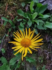 Doronicum clusii