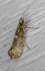 Acrolepiopsis assectella