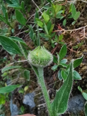 Doronicum clusii