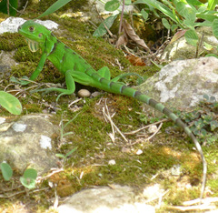 Iguana iguana melanoderma