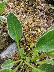 Doronicum clusii