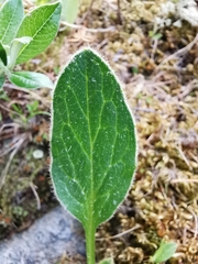 Doronicum clusii