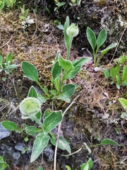 Doronicum clusii