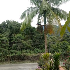 Ramphastos dicolorus