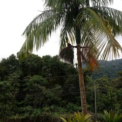 Ramphastos dicolorus