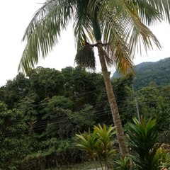 Ramphastos dicolorus