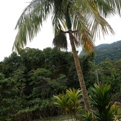 Ramphastos dicolorus