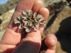 Oxalis melanosticta