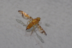 Strauzia longipennis