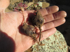 Oxalis melanosticta