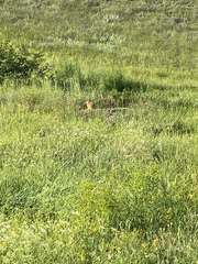 Marmota