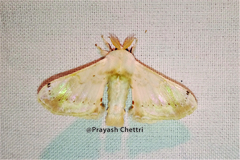 Bivincula kalikotei